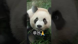 루느님의 은총