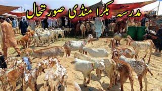 Makhi Cheeni Goats Big Cattle Market Update / Bakra Farming / Very Reasonable Prices