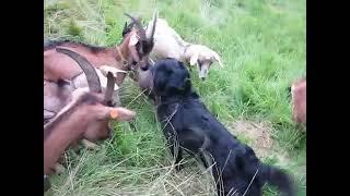 Dog Mating With Goat