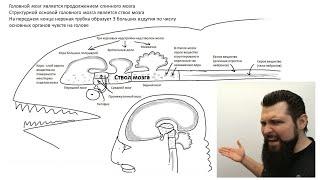 Эта важная часть отсутствует в нашем мозге! И вот по какой причине... (Нейробиология. Лекция 3)