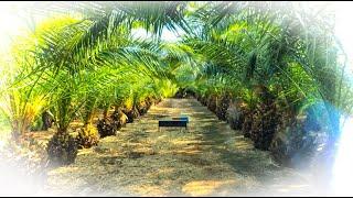 EP26. 우도정원 / Korea Healing Road's / Udo Garden.