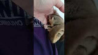 Sugar glider obese