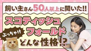 【スコティッシュフォールドの性格】飼い主さん50人に聞いたアンケート結果を大公開！