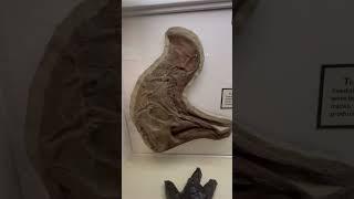 Lambeosaurus CEU