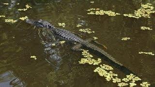 США: заводи и топи Луизианы / USA: Louisiana Swamp Tour