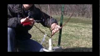 How to Prune Peach Trees in Their Second Year | Essential Tips for Stone Fruit Trees