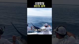 배도 뚫어버리는 미친 물고기 #shorts #청새치 #동물