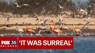 Wild flamingos spotted for 1st time in 20 years on Florida's Space Coast