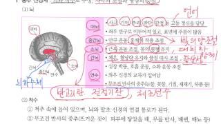 신경계 - 중추신경계(뇌와 척수)