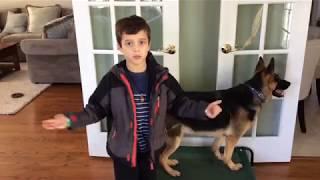 How to Care for Your Dog - A Kid friendly tutorial