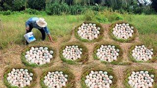 OMG Wow unique! Duck eggs hatched in a field A farm owner sees a large collection of eggs.