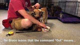 How to Stop Resource Guarding in Dogs
