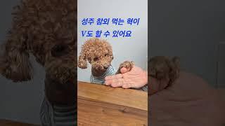 성주 참외 먹는 댕댕이 우리 혁이