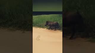 Animal Attack animal fight| #shorts #ytshorts #youtubeshorts #animals #fight #animalfightandkids