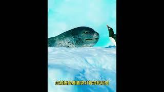 海豹幫助企鵝媽媽尋找幼崽 #動物的迷惑行為 #野生動物零距離 #動物世界 #海豹 #企鵝