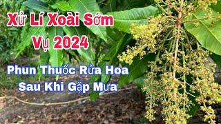 Xử Lí Xoài Sớm Vụ 2024, Phun Thuốc Rửa Hoa Sau Khi Gặp Mưa | VTK.CHANNEL