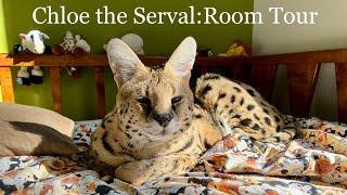 Teenage Serval Room Tour!