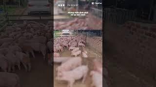 Trước khi chăn nuôi hãy nhớ điều này #giaheo24h #usfeed #cargill