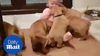 Cute puppies in honour of International Puppy Day - Daily Mail
