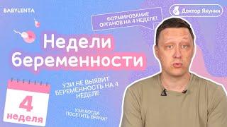 4 неделя беременности что происходит с плодом и что чувствует женщина, как выглядит ребенок, УЗИ