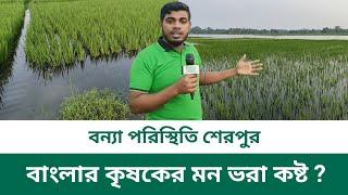 SIMPATA TV is live! বন্যা পরিস্থিতি শেরপুর বাংলার কৃষকের মন ভরা কষ্ট ? || Sherpur News