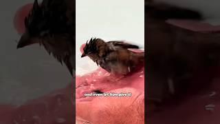 A clingy little sparrow #shorts #animals #sparrow #friendship #cute