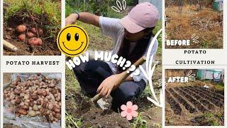 Bhutan Vlog: From POTATO CULTIVATION to HARVESTING and ???? | Potatoes from My GARDEN