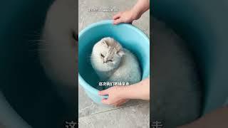 【#乔巴日记】猫咪:这下事情开始变得有点无法控制了... #猫咪的迷惑行为 #猫咪 #猫咪成精了