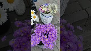 Такие разные ромашки#цветы#ромашки#астровые#сложноцветные#цена#украина#черкассы#рынок
