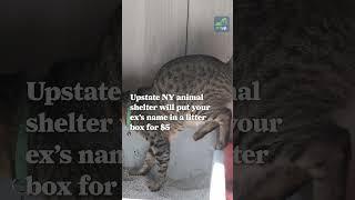 Upstate NY animal shelter will put your ex’s name in a litter box for $5 #animalshelter  #upstateny