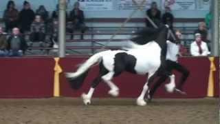 Peter BPS 04  Pinto Friesian stallion