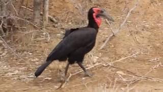 Southern Ground Hornbill