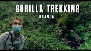 Gorilla Trekking in Uganda | Bwindi National Park