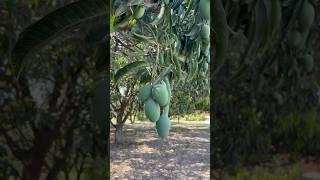 Kachi keri mango #mango #fruit #agriculture #apple #farming #satisfying #food #agriculture #mango