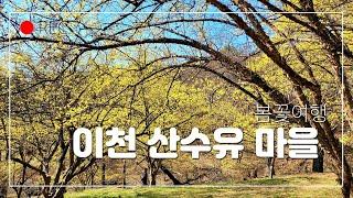 이천 산수유마을/이천 가볼만한곳/봄꽃구경/어니의 힐링여행