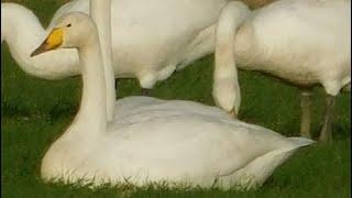 Breydon Water and Bewick Swans in Ludham Norfolk Broads