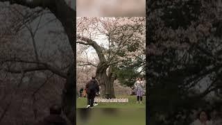 一起来看看樱花烂漫的春季加拿大有多美 #爱微国际 #加拿大 #加拿大移民