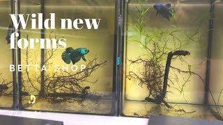 Betta shop - New Wild Betta Forms