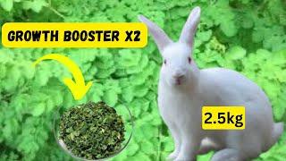 Natural herbs that boost rabbit growth x2