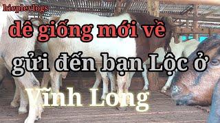 dê giống mới nhập về. gửi bạn Lộc ở Vĩnh Long @ hiep de