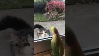 The Audacious Parrot: How It Teases the Cat Shamelessly #cat #catsoftiktok #catlover #funny #cats