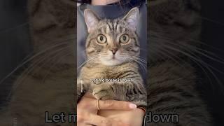 Here’s why you totally need a cat #shorts #cat #funny