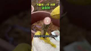 겨울에 너무 예쁜 설중매