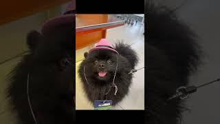 Майкл🩷 #собака #шпиц #шпицы #собакиприколы #dog #приколы #кошки