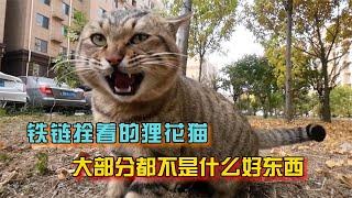 被铁链拴着的狸花猫，你可别心疼，十有八九不是什么好东西【宠物小豌豆】