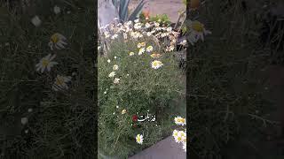 لعلك زرعت نفسك في غير أرضك #بدون_موسيقى