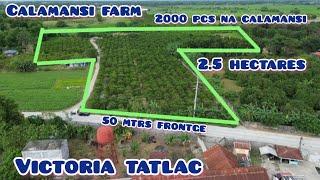 lot539 Calamansi farm 2000+ pcs fruit bearing calamansi trees 2.5has victoria tarlac 700/sqm nego