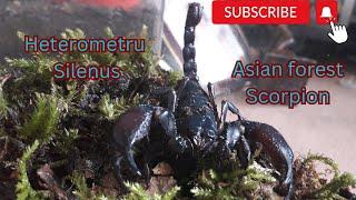 Heterometrus Silenus Asian forest Scorpion #arachnid #scorpion #forestscorpion #nature