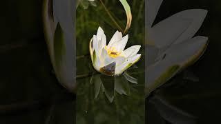 Красивая природа около реки+рыбалка.#nature #рыбалка#природа#fishing