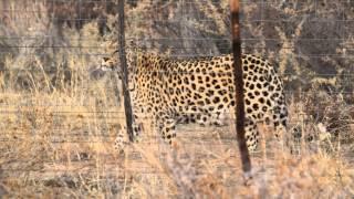 Male leopard Ombeli at the watch tower ( 6:30 AM ) || Naankuse